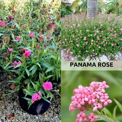 Panama Rosas In 3gal Buy One Get One Free 