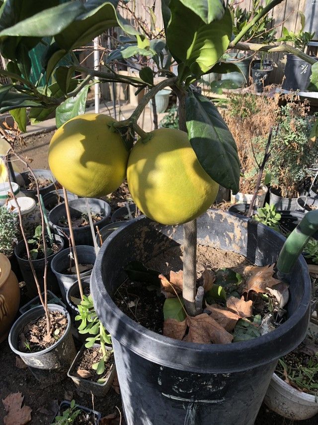 Asian Pomelo Tree (Asian Grapefruit) 6ft Tall