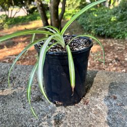 Healthy Spider plant
