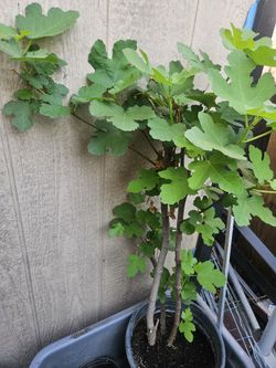 3 Ft Fig Tree 5 Gallon Pot 