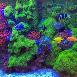 Green Star Palups Coral 