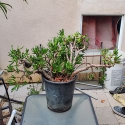 24 Inches Tall Crassula Ovata 'Gollum' Jade Plant