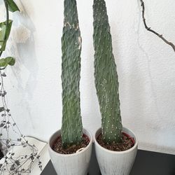 Two Cactus Plants And Pots 