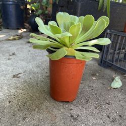 Succulent 1/4 gallon $2