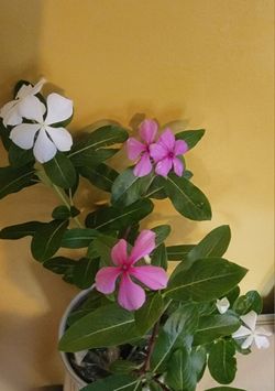 Periwinkle Plants