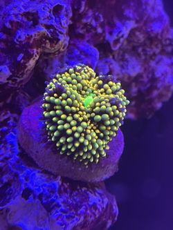 Coral