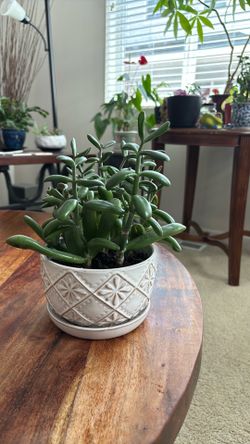 Jade plant