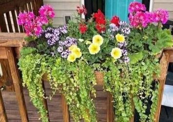 Iron Planter Baskets to hang from porch, deck, fence, shed etc. - $20 each