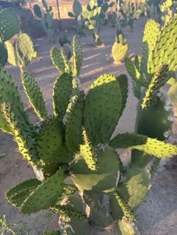 Nopales Organicos. $3