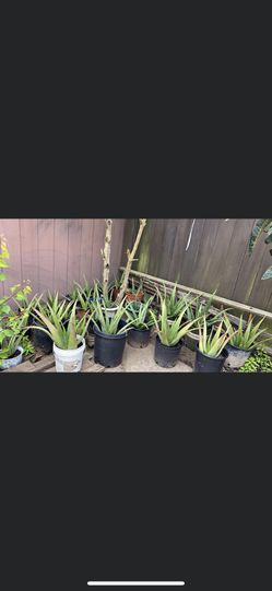 Aloe plants 12-15 inches