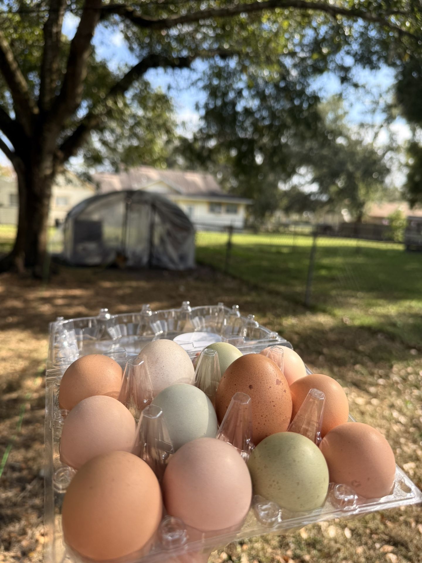 Farm eggs 