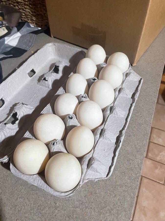 Duck Eggs