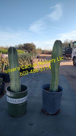 Cenita Cactus