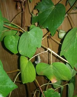 Upland Cotton Plant 