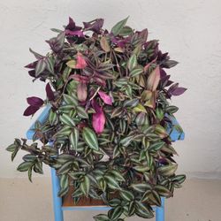 Zebrina Plant