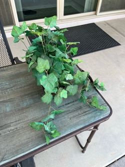 Silk Ivy Plant
