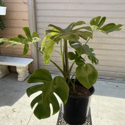 Monstera Deliciosa In 5 Gallons Pot