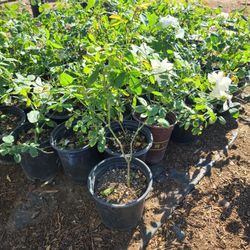 Rosas $6