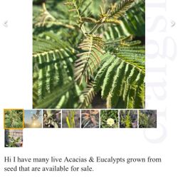 Live Acacia & Eucalyptus Plants (plant List In Pictures)
