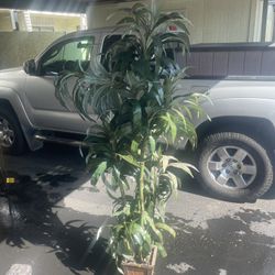 Faux Plant 