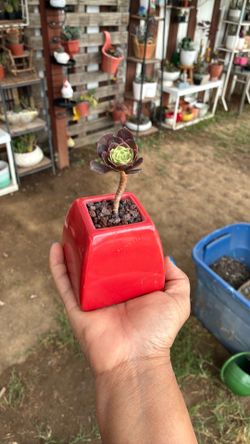 Potted Korean succulent