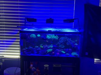 45gallon With Sump Full Reef