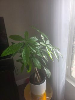Live Money Tree