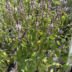 Fresh Holy Basil in 3 Gl - A Must Have Herb for Every Kitchen!