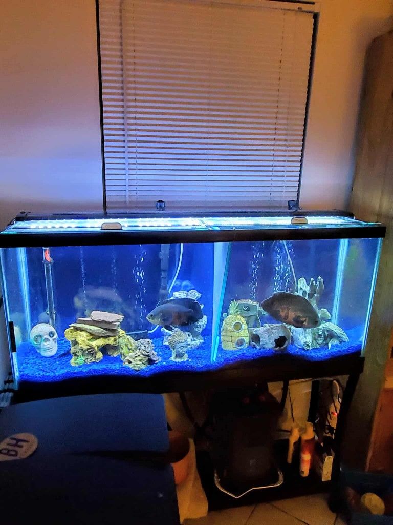 55 Gallon Aquarium, Filter,pump and Many Accessories: Local Pickup Only