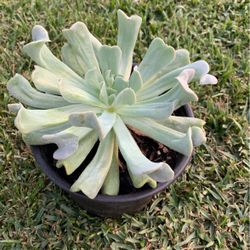 Suculenta
