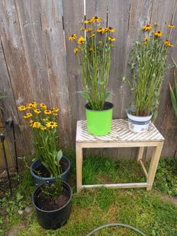 Black-Eyed Susan Plants in Pots