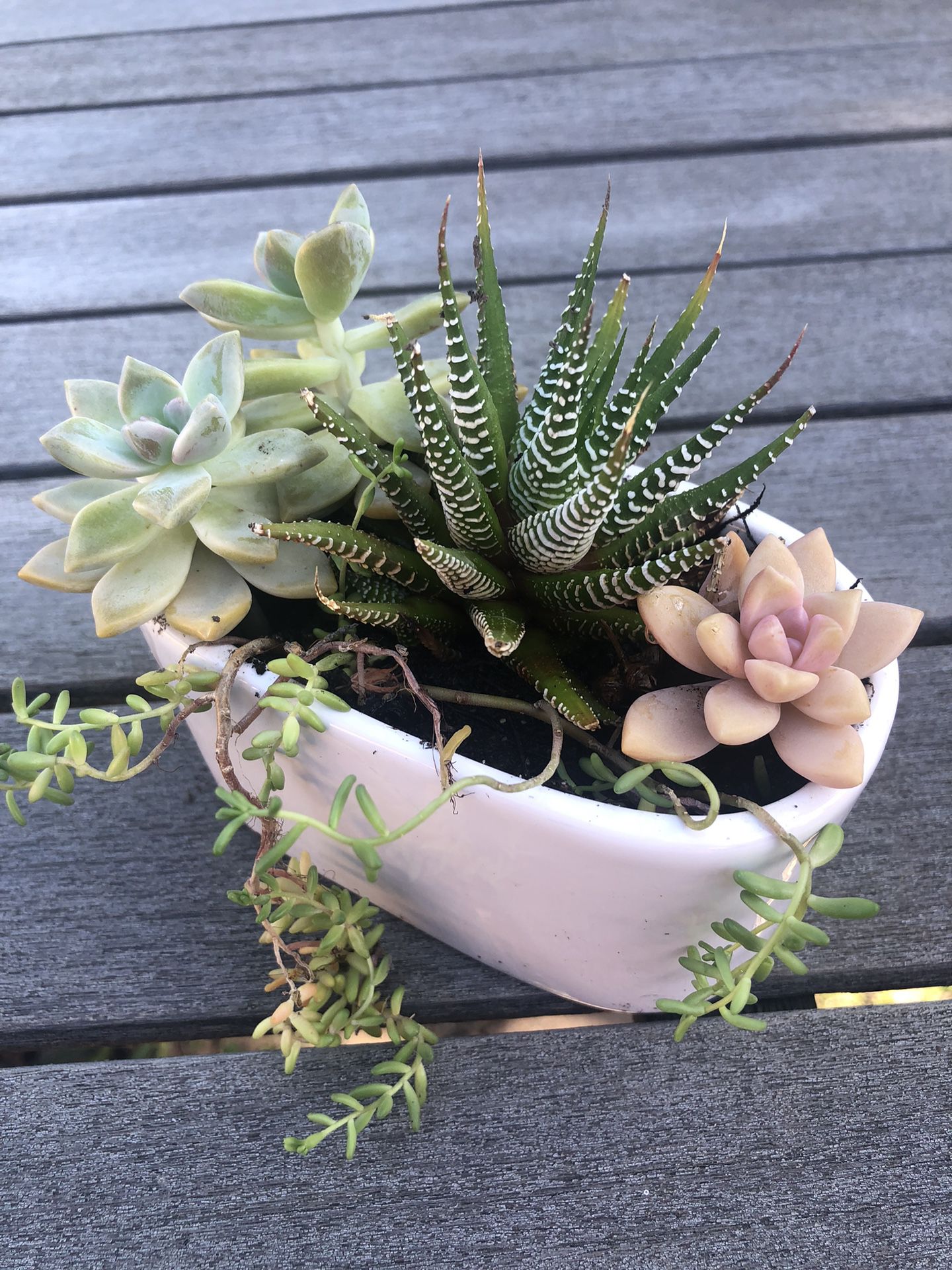 Succulent Arrangement In Ceramic Pot For Mother’s Day 