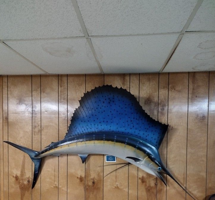 Sailfish