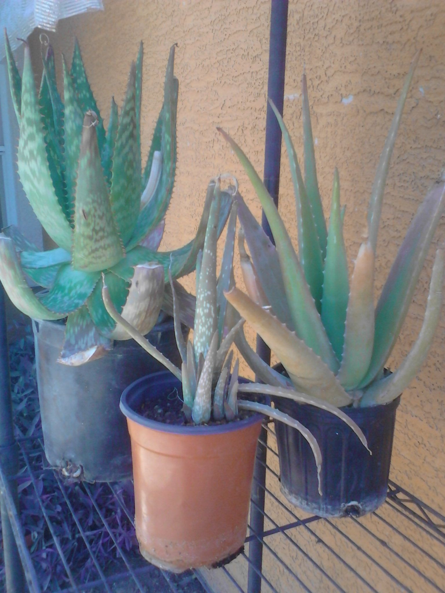 Sabila, aloe vera potted plants many sizes