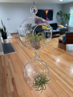 6 piece Glass Hanging Terrarium
