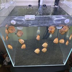 Tank Decor