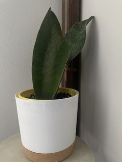 Whale Fin Sansevieria Natural Plant