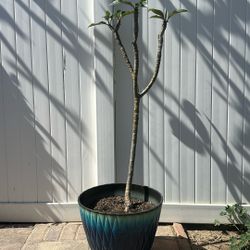 Plumeria Plant