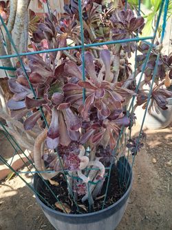 SUCCULENTS