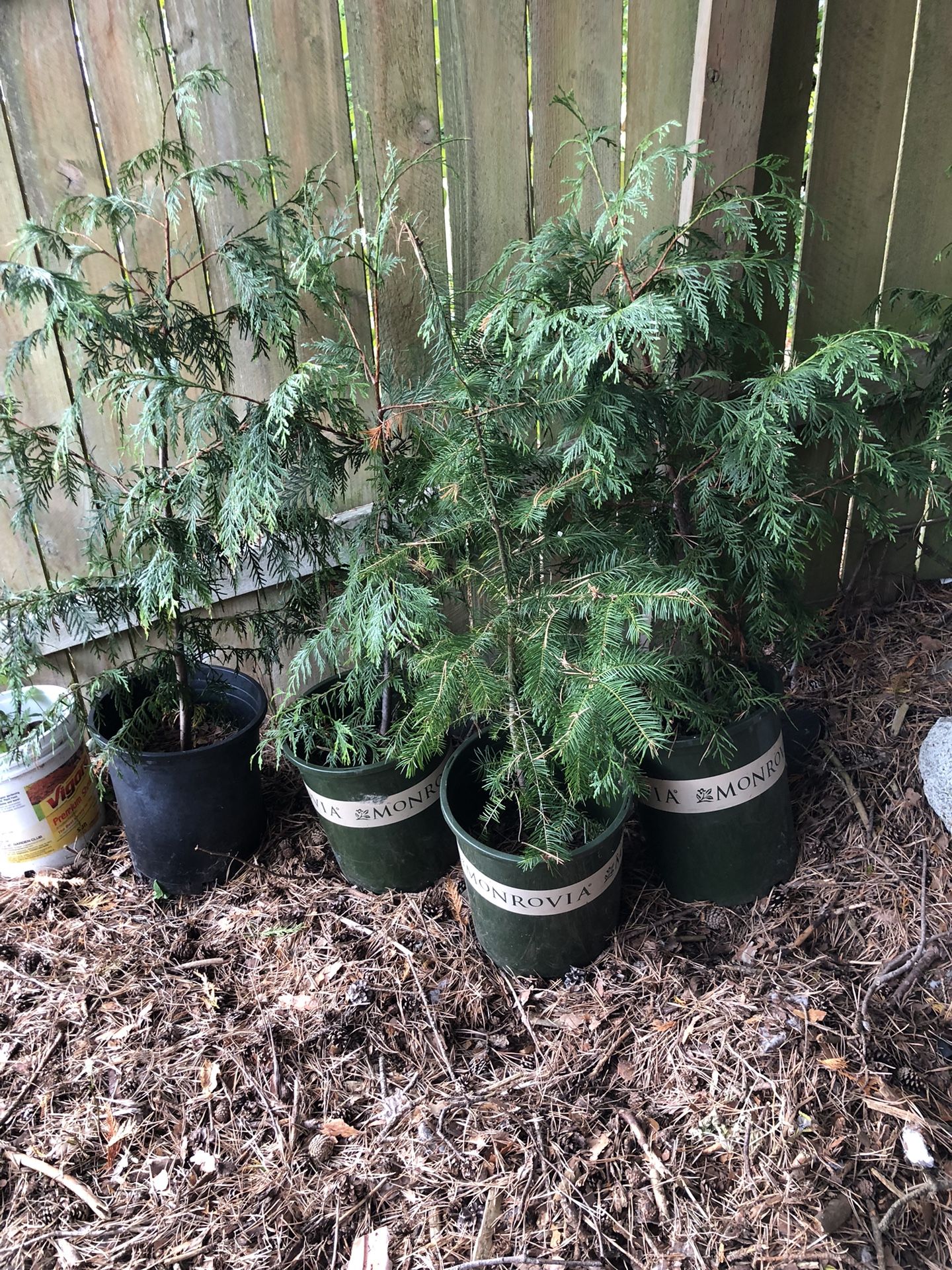 thuja evergreen tree