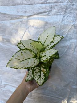 5” Aglaonema white joy