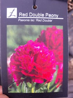 Peony,azaleas, Hydrangea, Rhododendron For Sale