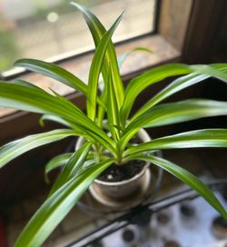 Variegated Spider Plant in a 6” ceramic pot with saucer