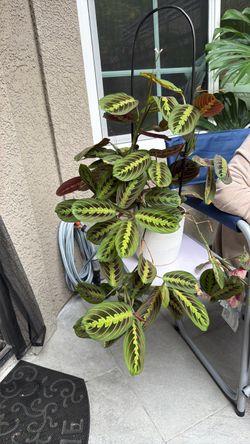 Prayer plant