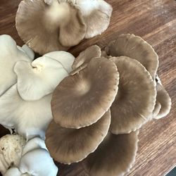 Fresh - Local - Speciality Mushrooms