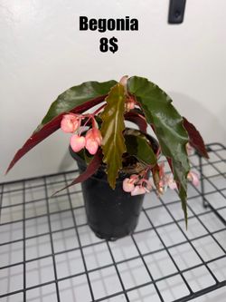 Begonia