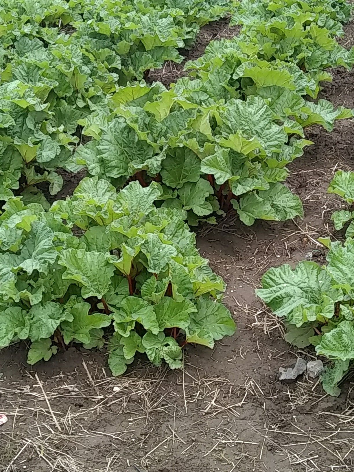 Fresh rhubarb