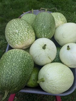 Chilacayotes
