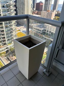 Two large pots with blueberry plant (1)