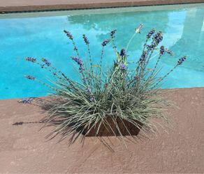 Flowering Ornamental Grass Plant in Metal Planter